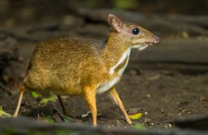 Cotigao Wildlife Sanctuary